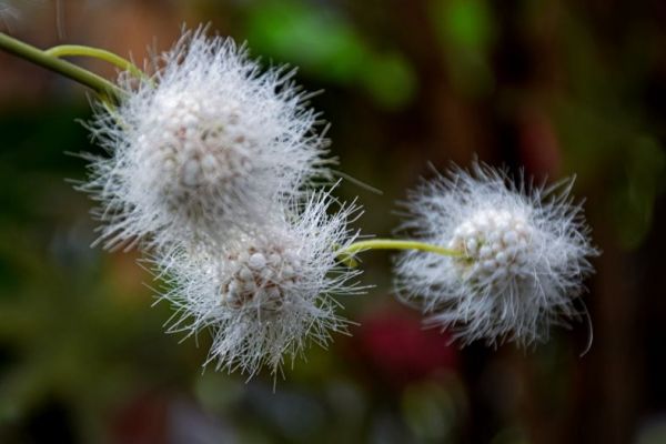 what are botanicals