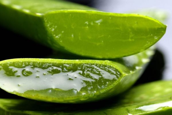 botanical extract benefits