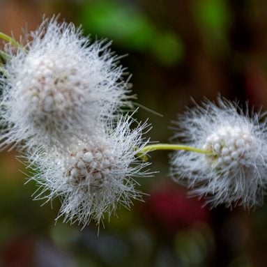 What Are Botanicals and What Health Benefits Do They Have?